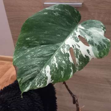 Monstera Variegata