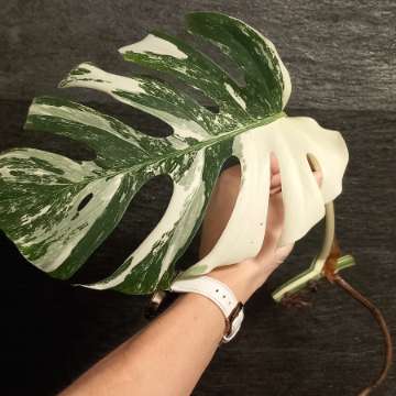 Monstera Variegata