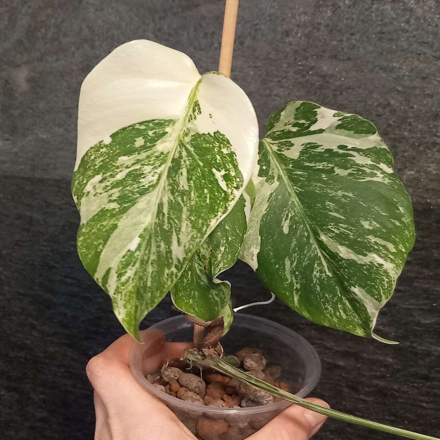 Monstera Variegata