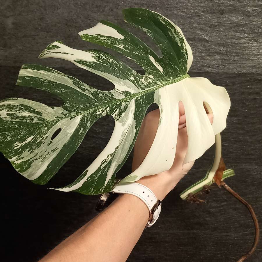Monstera Variegata