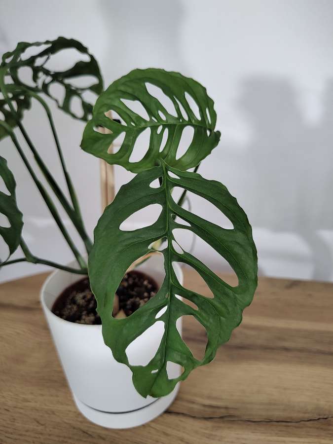 Monstera Peru 2
