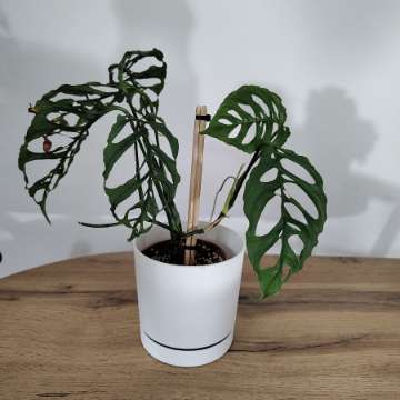 Monstera Peru