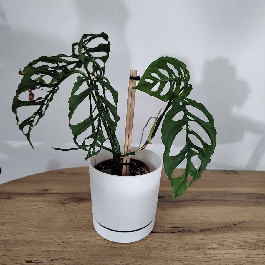Monstera Peru