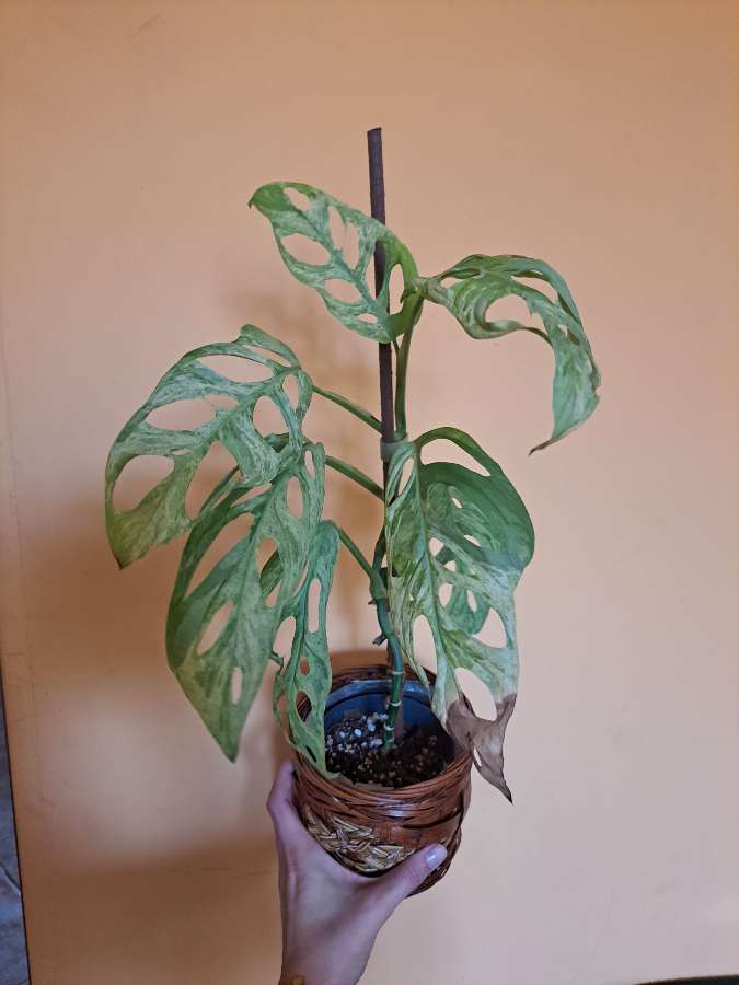 Monstera adansonii 'Indonesian Marble' 2