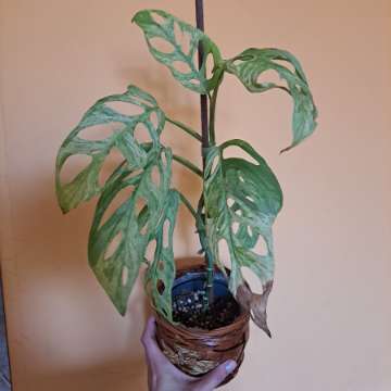 Monstera adansonii 'Indonesian Marble'