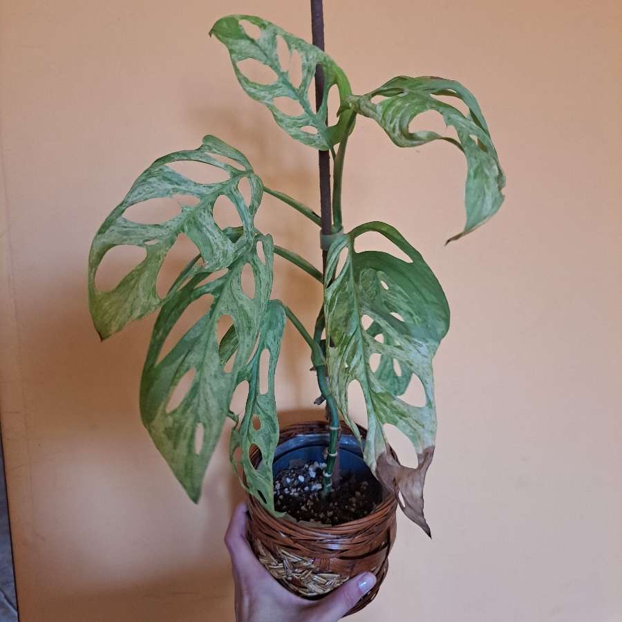 Monstera adansonii 'Indonesian Marble'