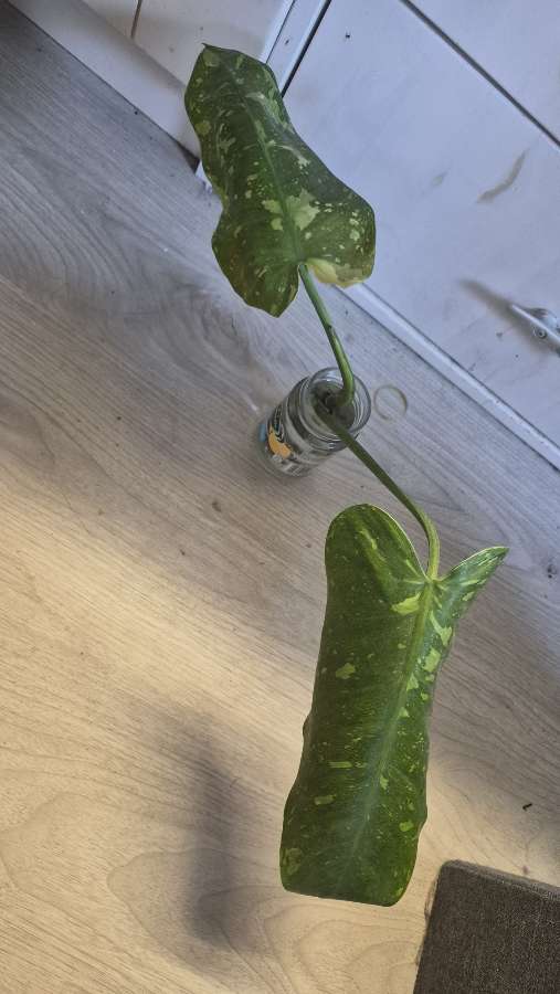 Philodendron Jose Buono 2