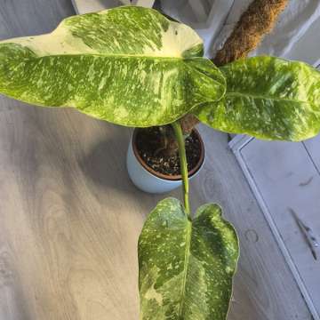 Philodendron Jose Buono