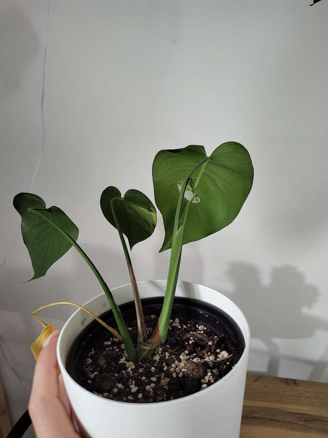 Monstera Cream Splash 3