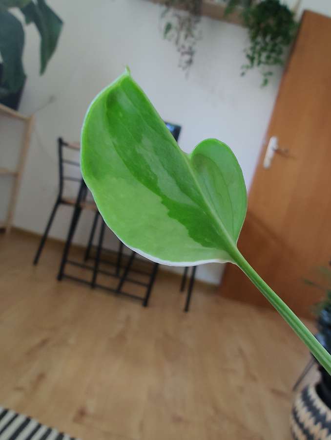 Monstera Cream Splash 5