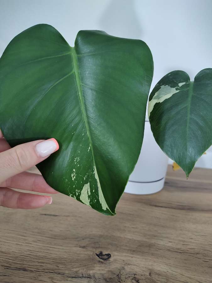 Monstera Cream Splash 4