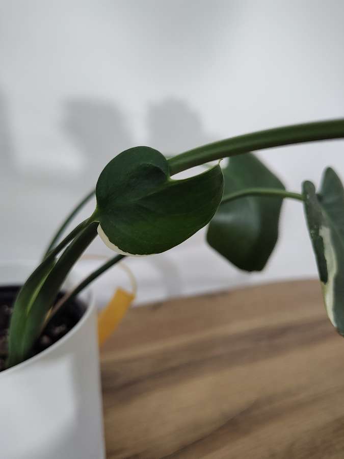 Monstera Cream Splash 2
