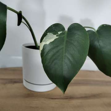 Monstera Cream Splash