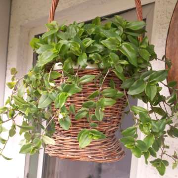Tradescantia fluminensis