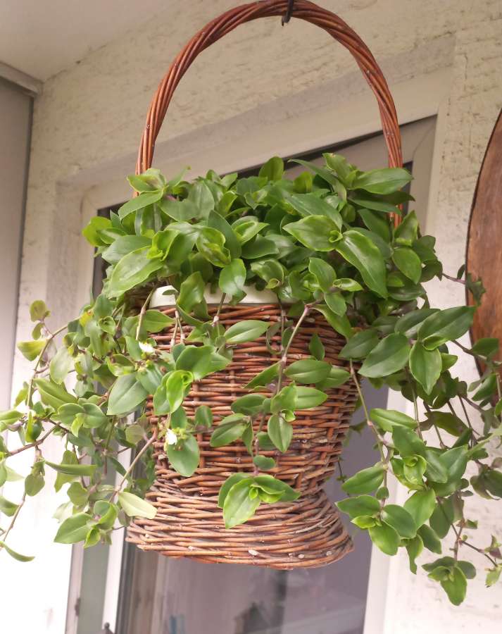 Tradescantia fluminensis 2