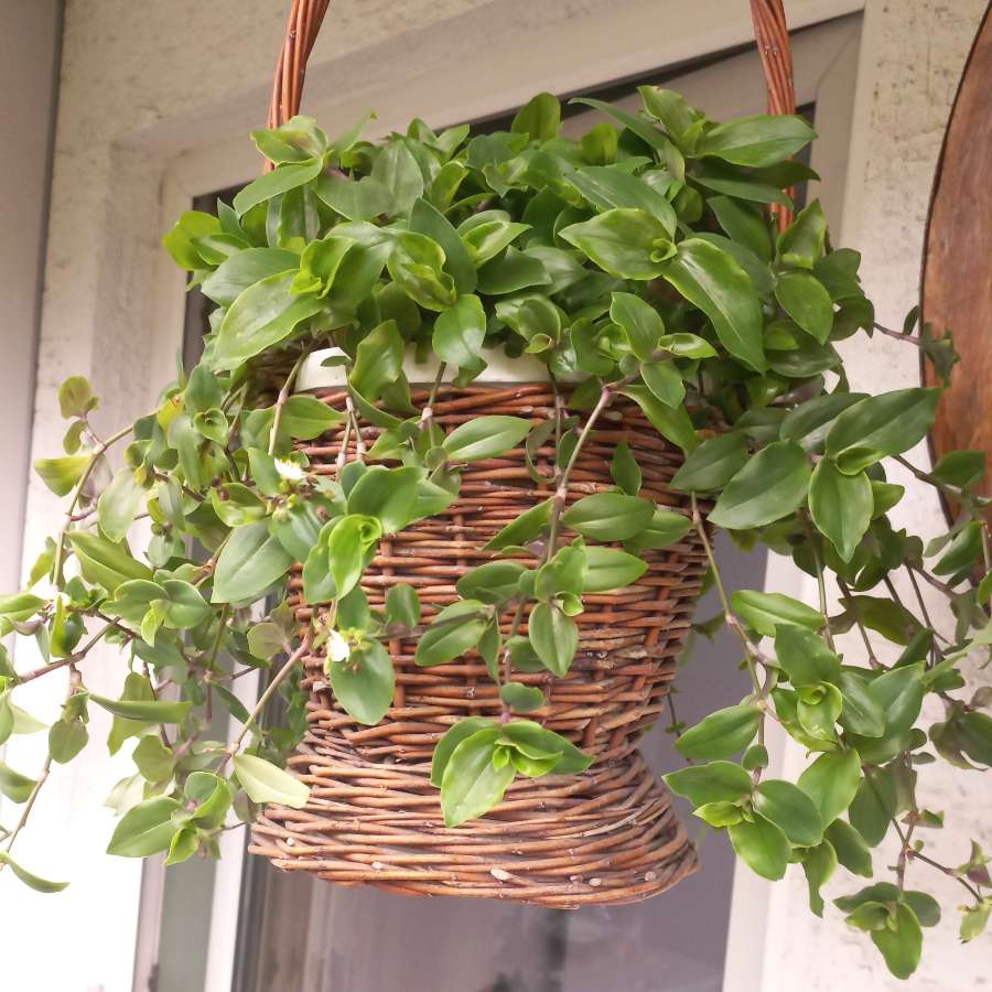 Tradescantia fluminensis