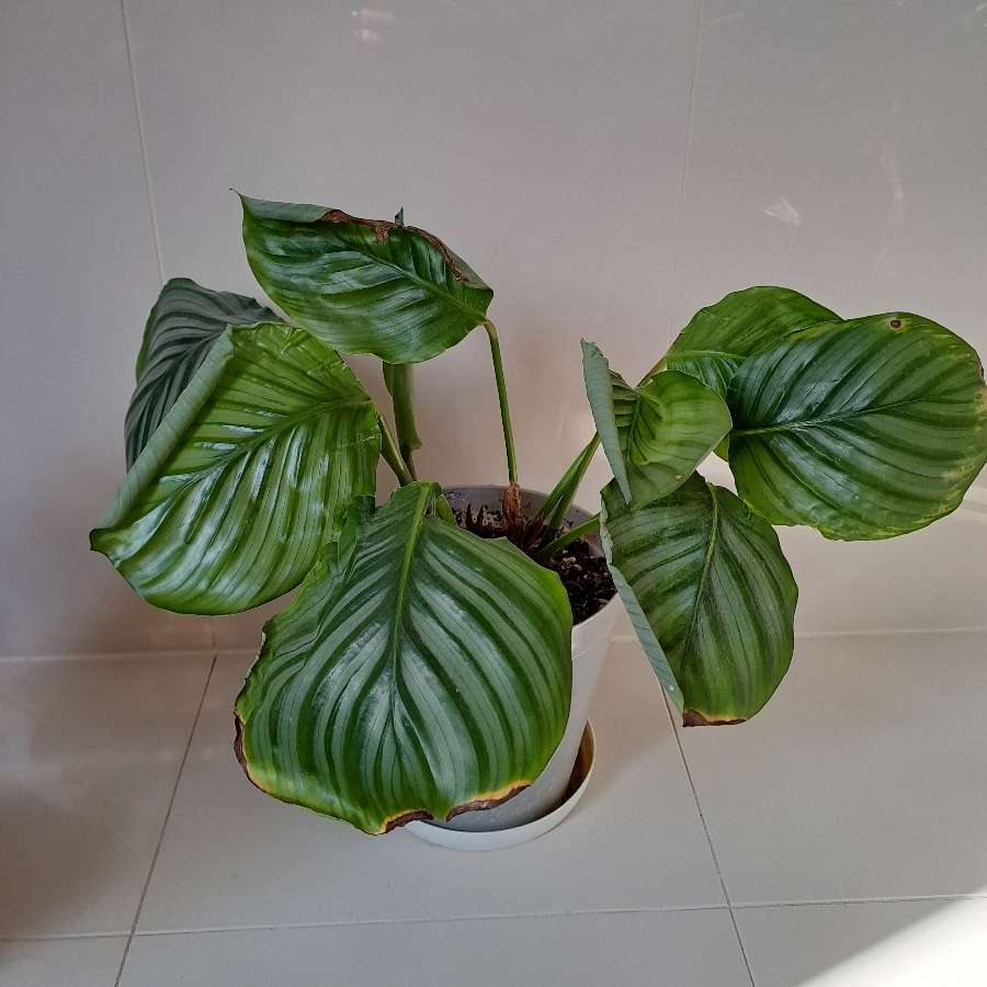 Calathea orbifolia