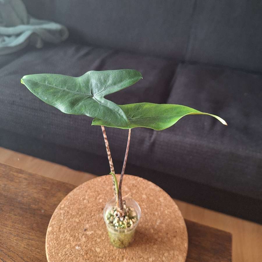Alocasia Zebrina