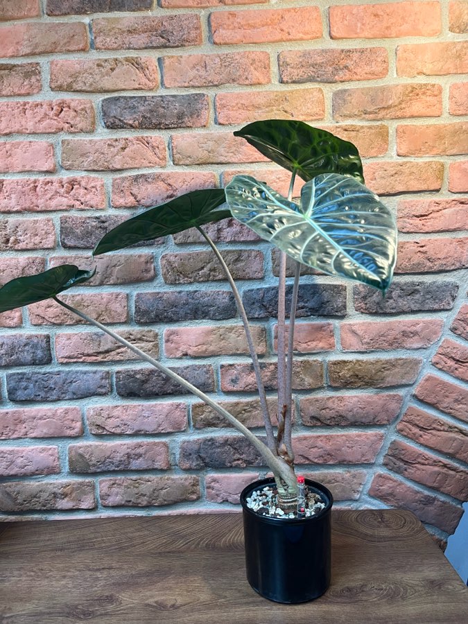 Alocasia Pink Dragon 3