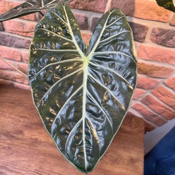 Alocasia Pink Dragon