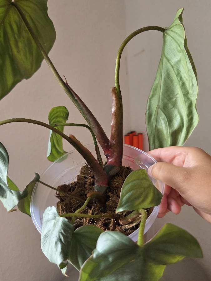 Philodendron colombia 3
