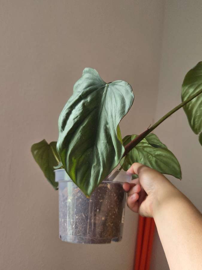 Philodendron colombia 4