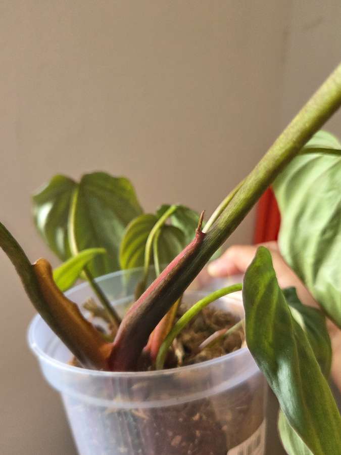 Philodendron colombia 2