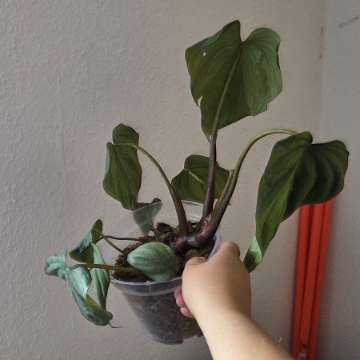 Philodendron colombia
