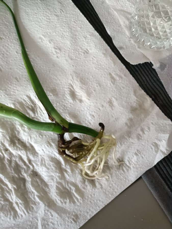 Monstera variegata 2