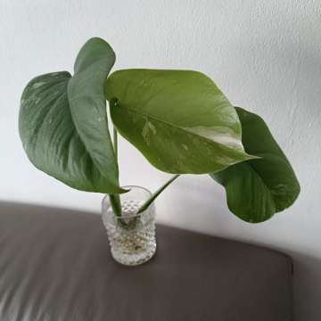 Monstera variegata