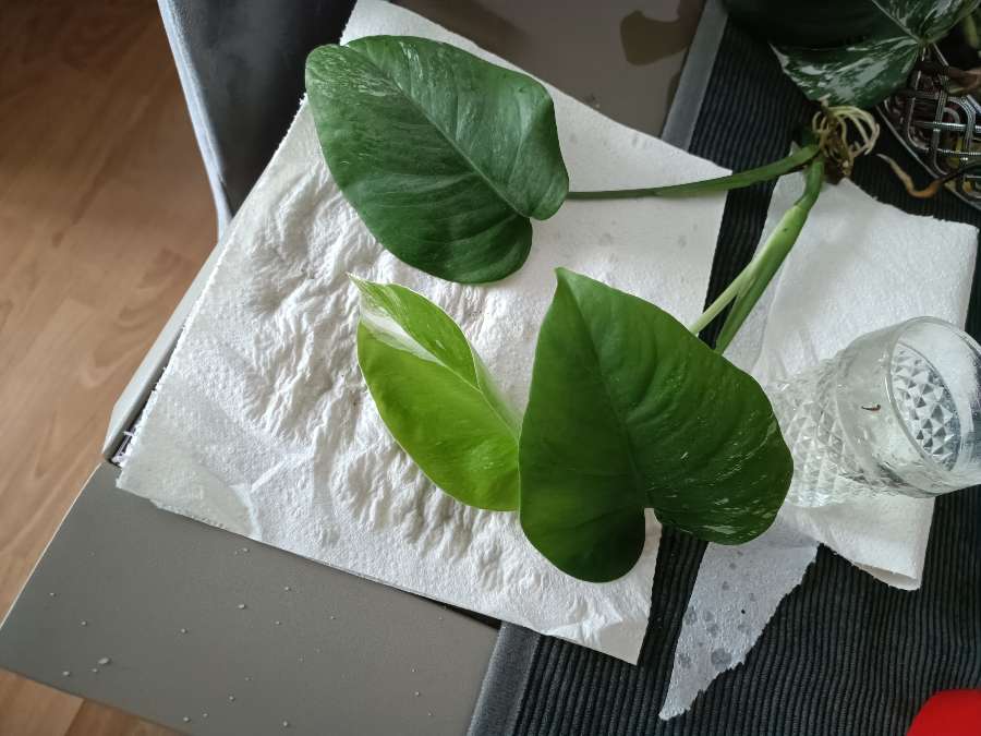 Monstera variegata 3