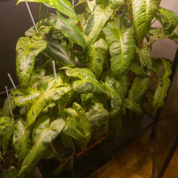 Philodendron Paraiso Verde