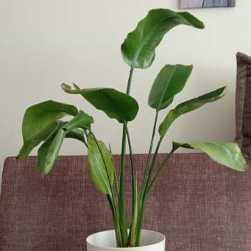 Strelitzia nicolai