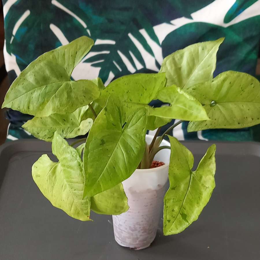 Syngonium Freckles