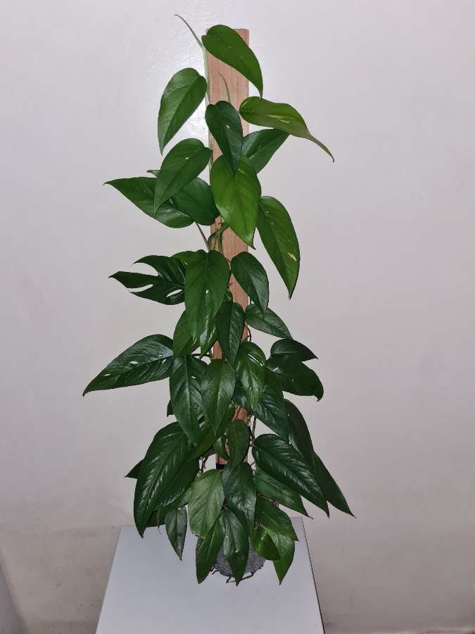 Epipremnum pinnatum 2