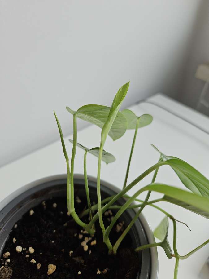 Epipremnum cebu blue 4