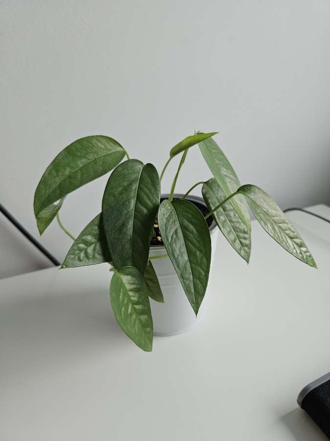 Epipremnum cebu blue 2