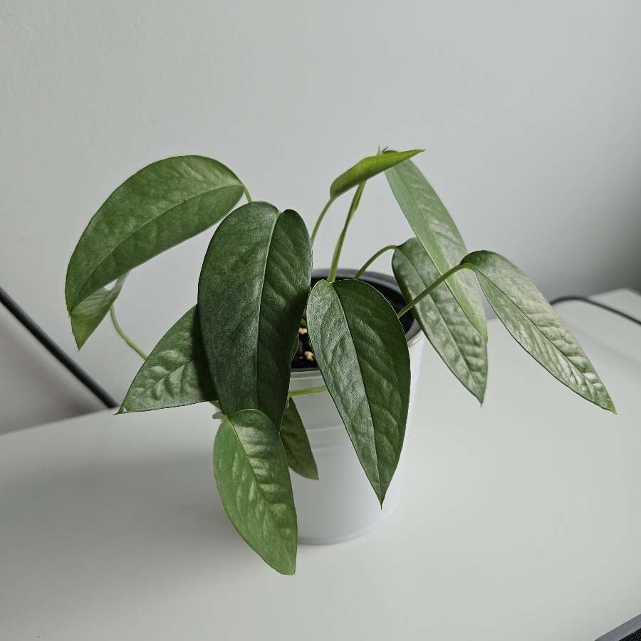 Epipremnum cebu blue
