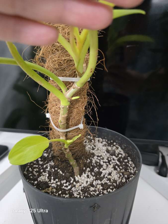Philodendron malay gold 3