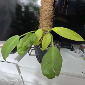 Philodendron malay gold