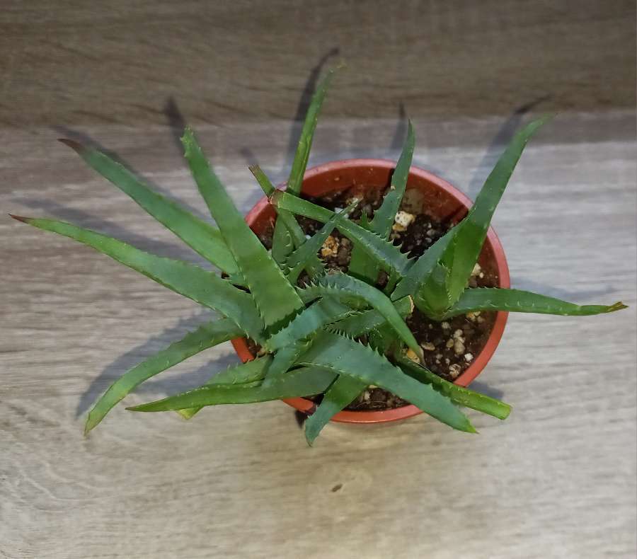 Aloes drzewiasty 2