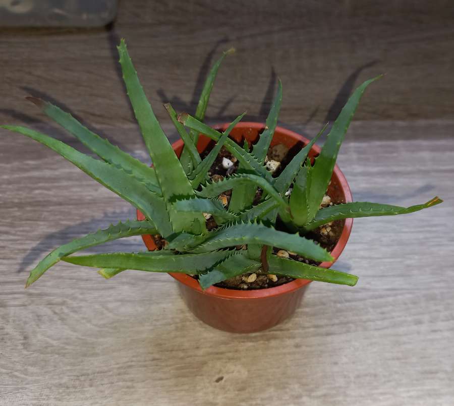 Aloes drzewiasty 3