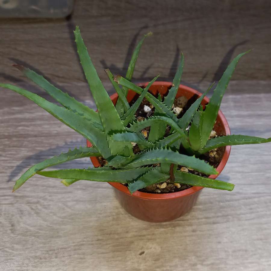 Aloes drzewiasty