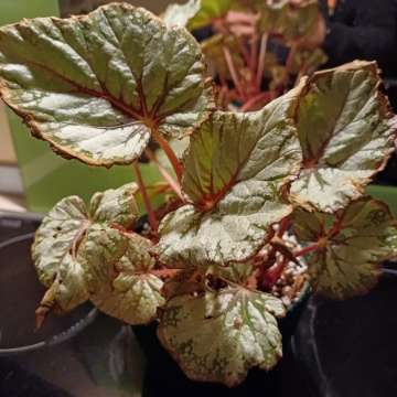 Jakaś begonia