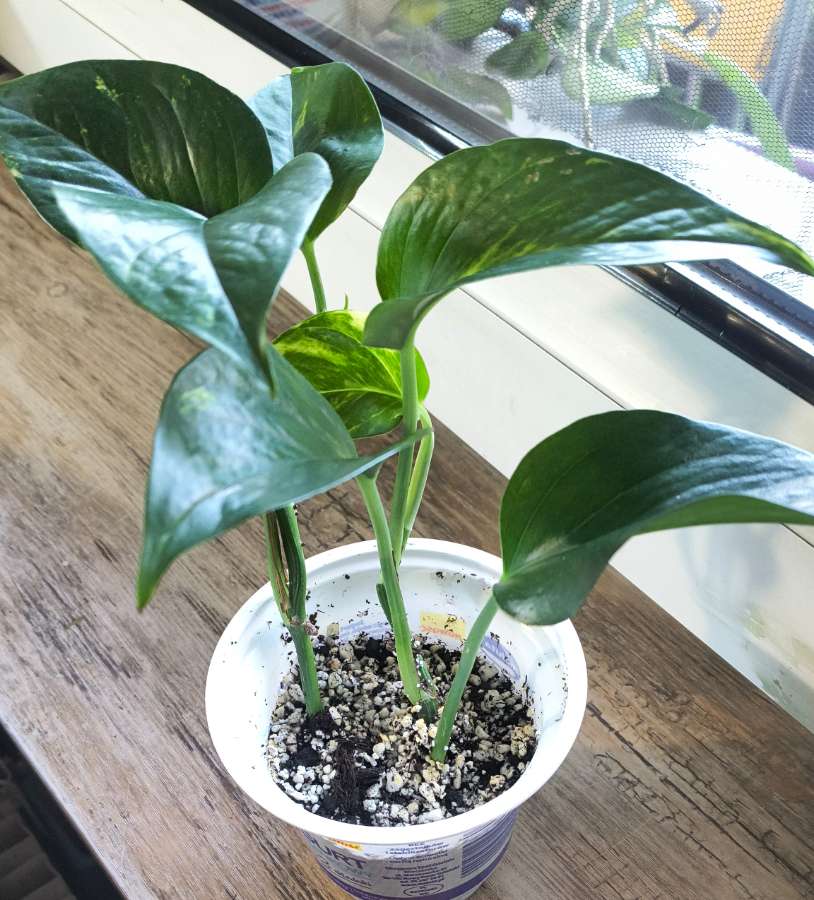 Epipremnum aureum 4