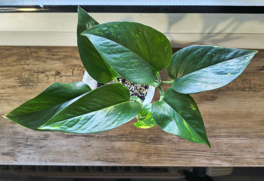 Epipremnum aureum 2