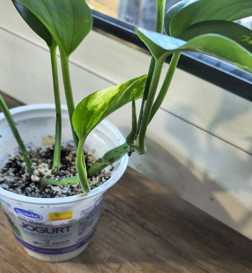 Epipremnum aureum 5