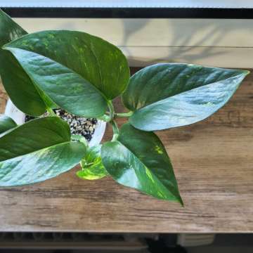 Epipremnum aureum