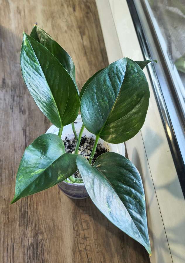 Epipremnum aureum 3