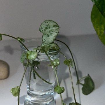 Ceropegia Wodii
